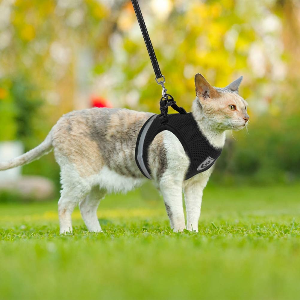 Cat Harness